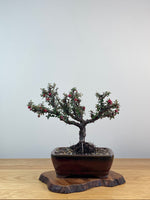 COTONEASTER (X212)