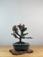 COTONEASTER (X216)