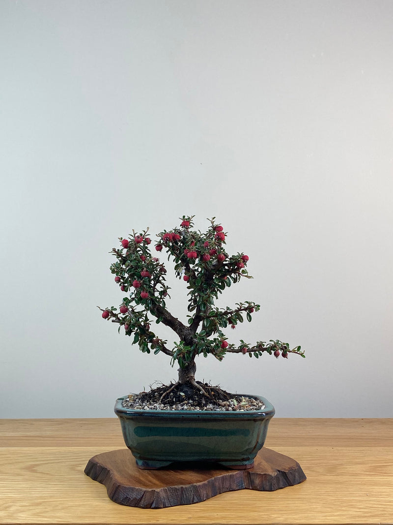 COTONEASTER (X216)