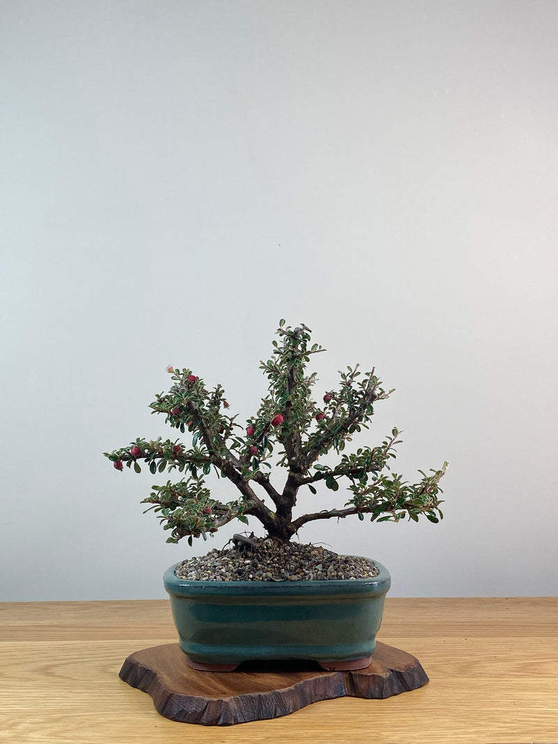 COTONEASTER (X219)