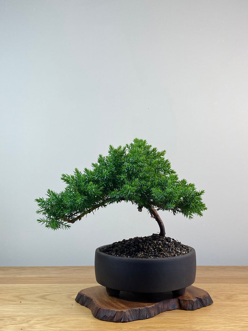 JAPANESE JUNIPER (X220)