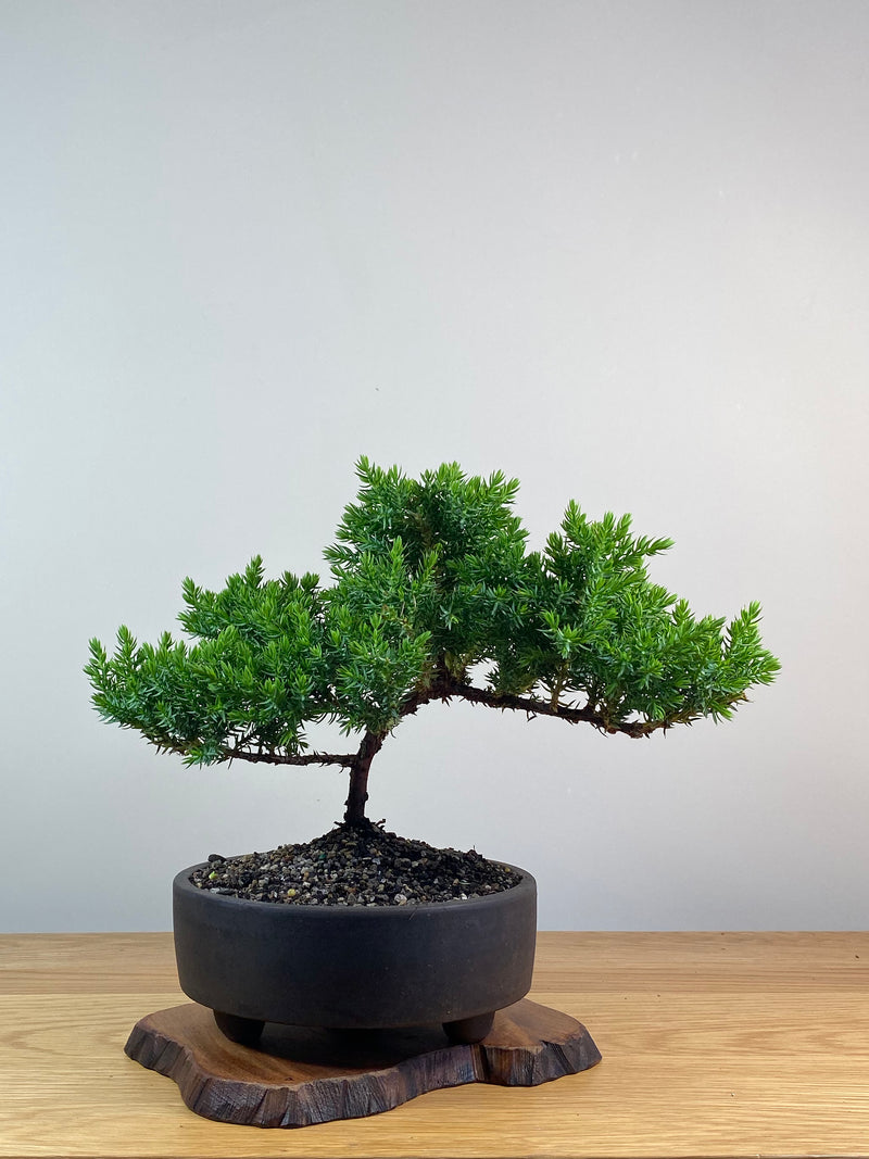 JAPANESE JUNIPER (X221)