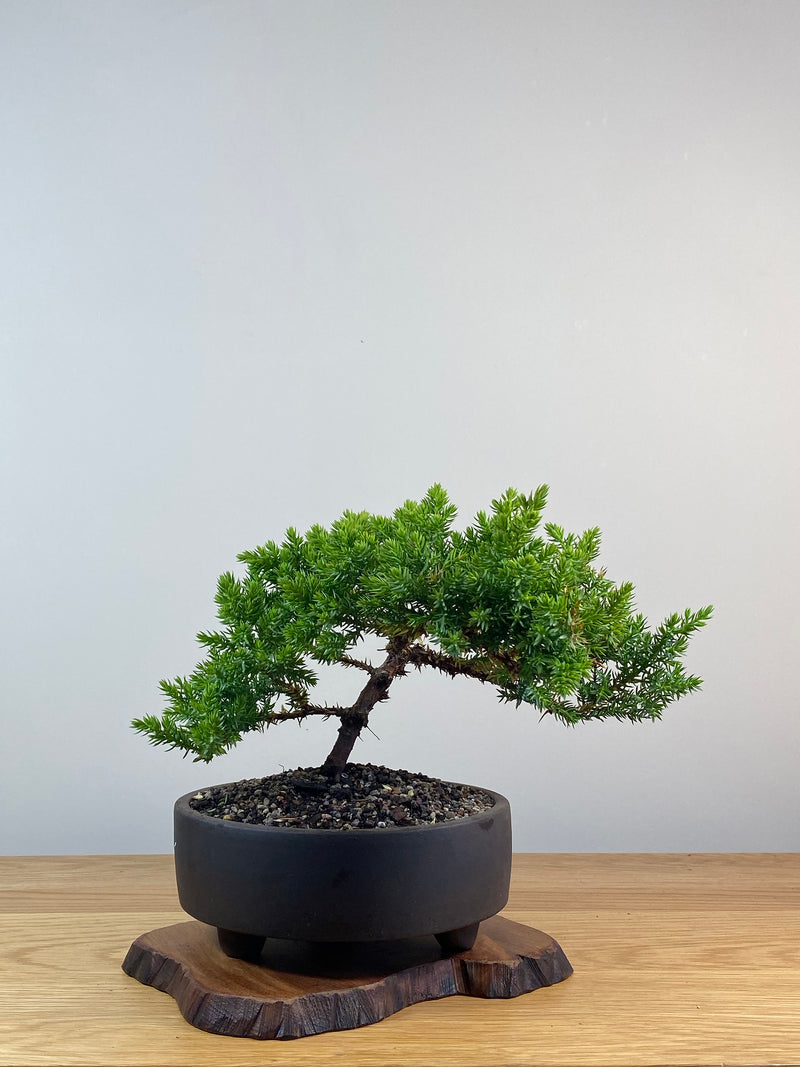 JAPANESE JUNIPER (X222)