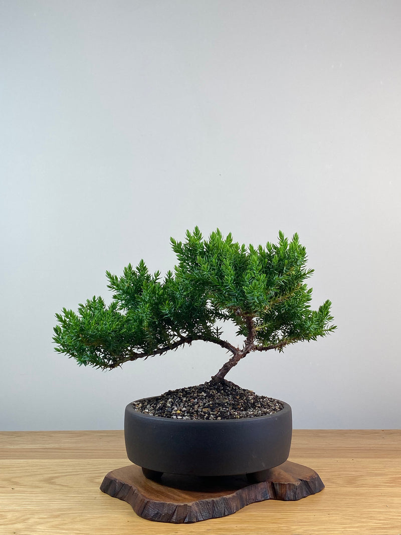 JAPANESE JUNIPER (X223)