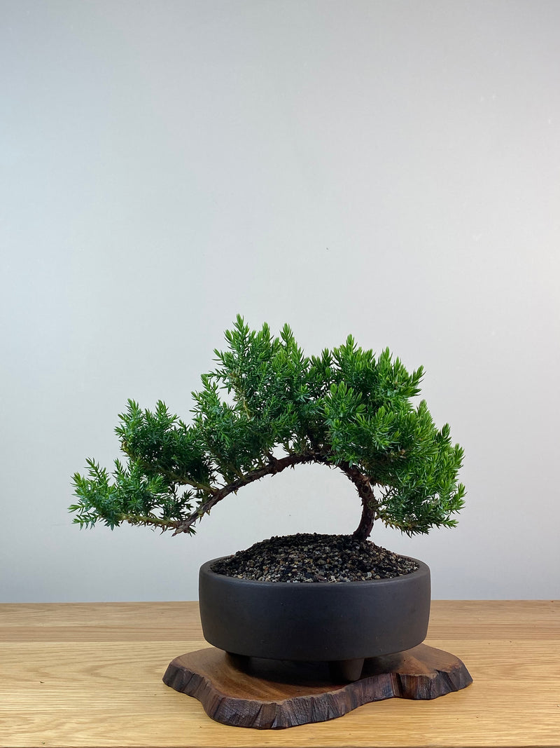 JAPANESE JUNIPER (X224)