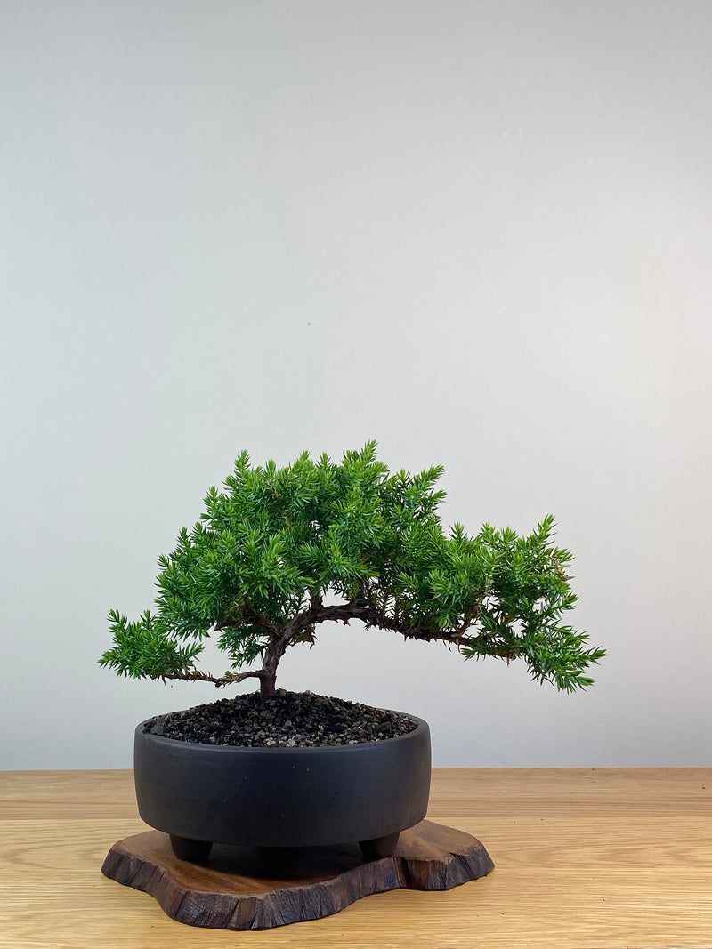 JAPANESE JUNIPER (X225)