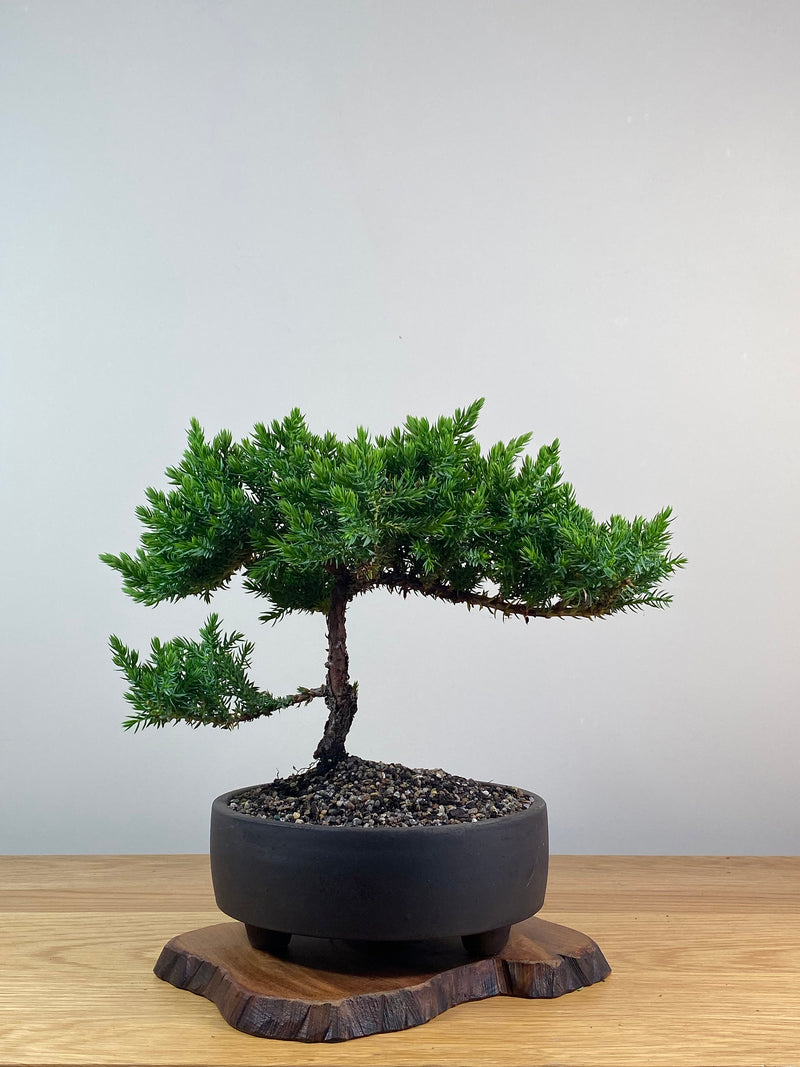 JAPANESE JUNIPER (X226)