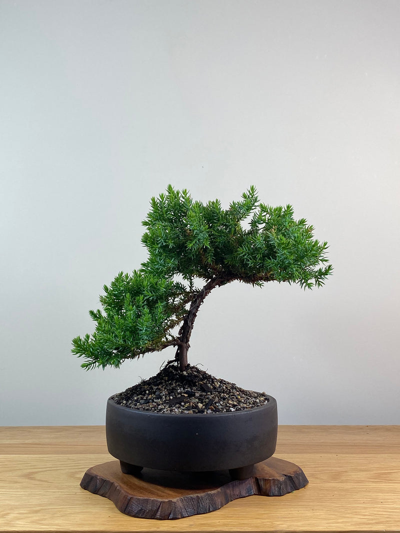 JAPANESE JUNIPER (X227)
