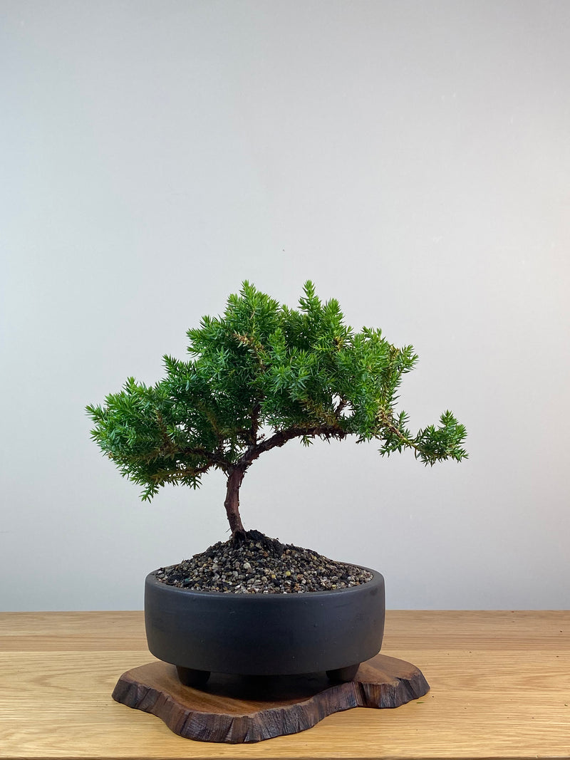 JAPANESE JUNIPER (X229)