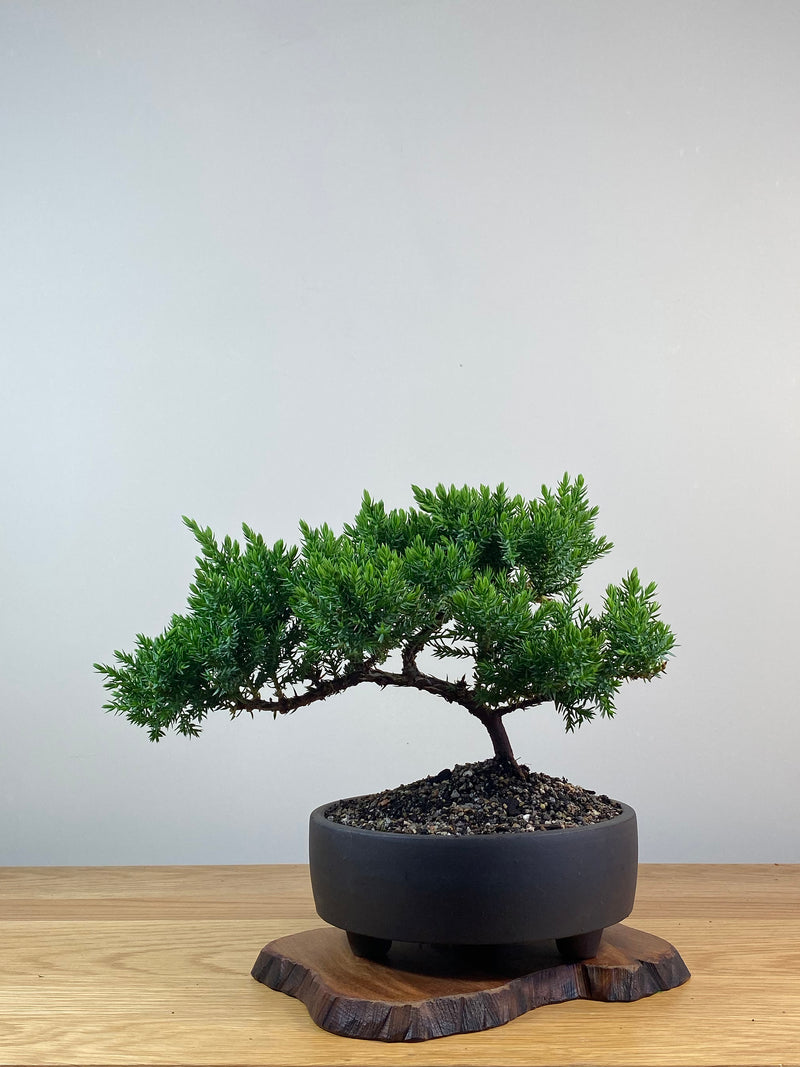 JAPANESE JUNIPER (X230)