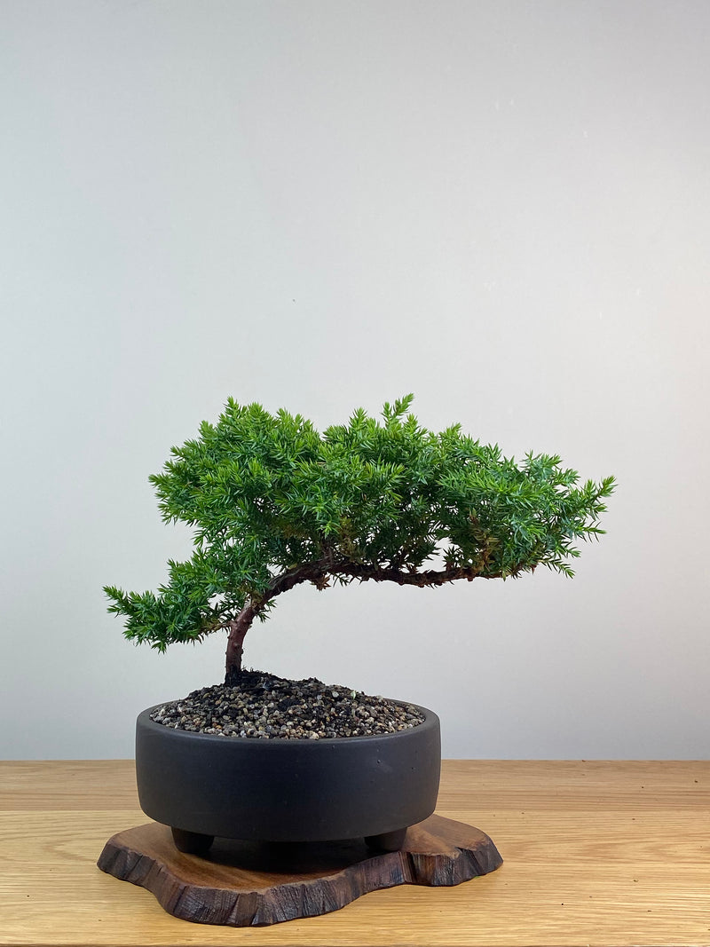 JAPANESE JUNIPER (X231)