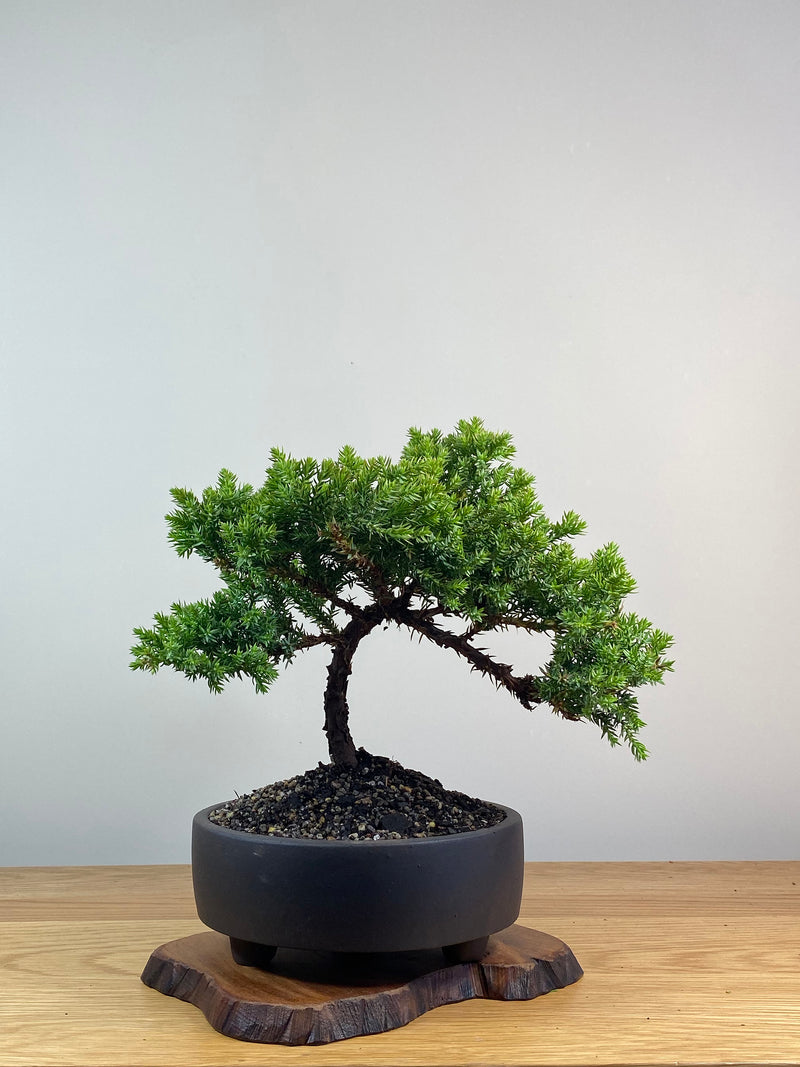 JAPANESE JUNIPER (X232)
