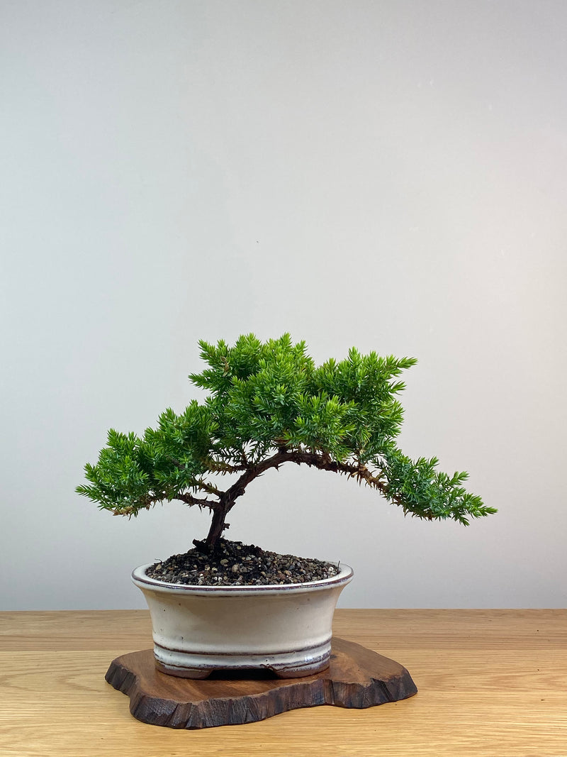 JAPANESE JUNIPER (X238)