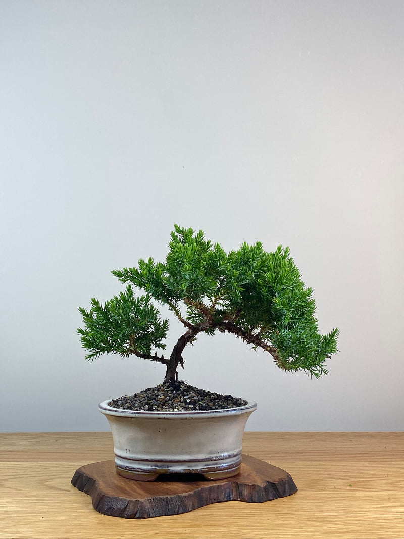 JAPANESE JUNIPER (X239)