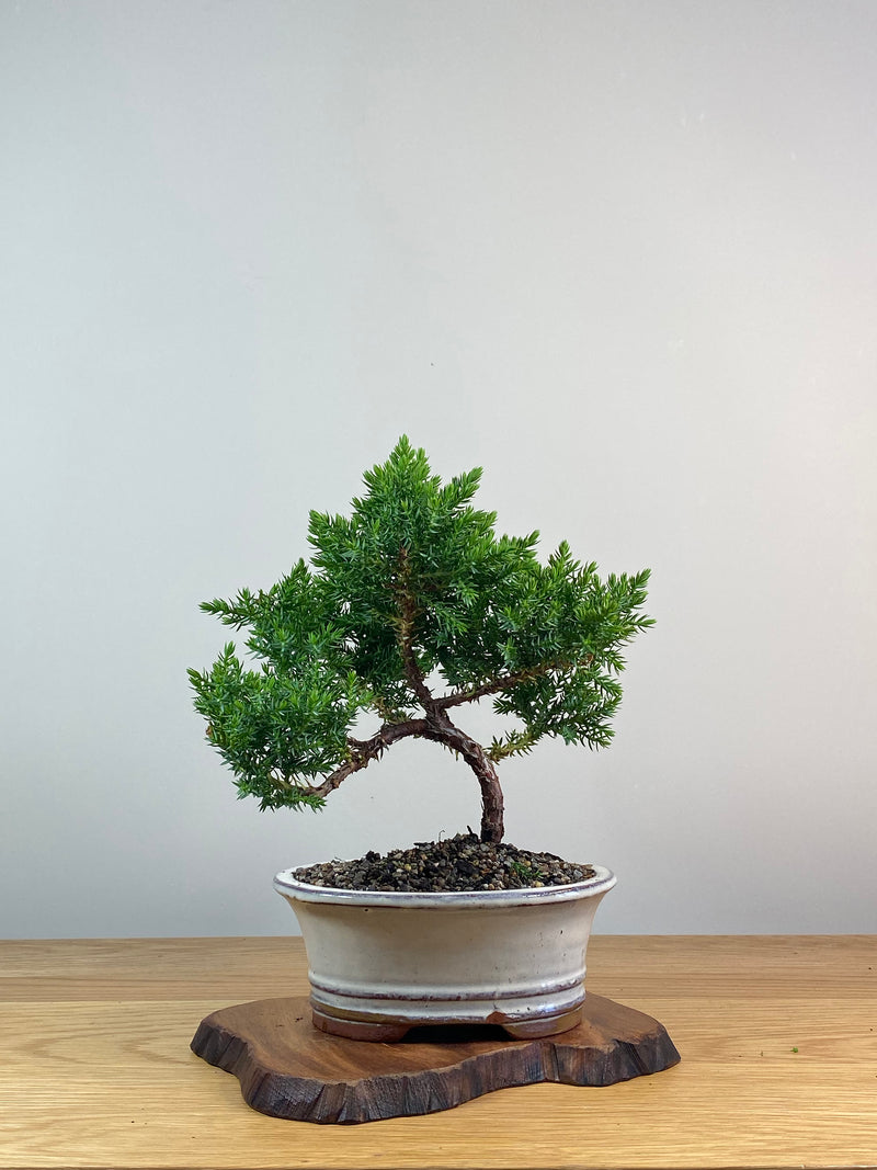 JAPANESE JUNIPER (X240)