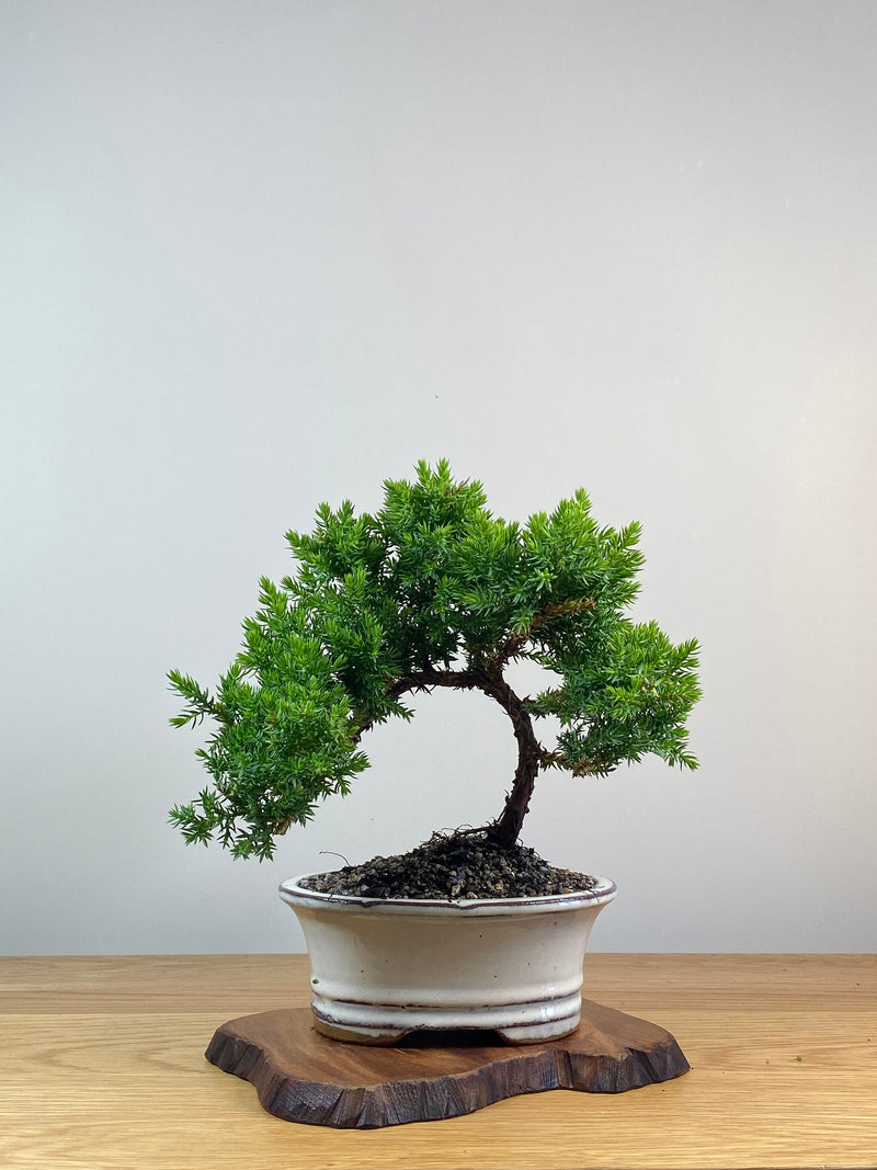 JAPANESE JUNIPER (X241)