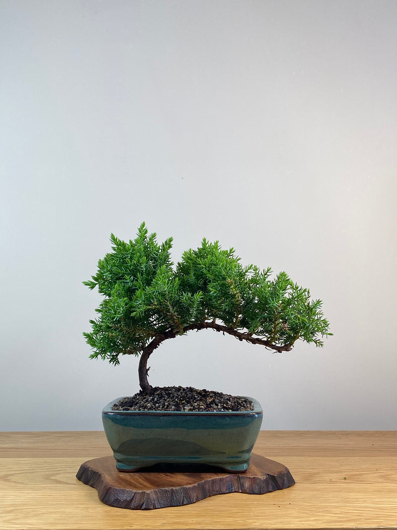 JAPANESE JUNIPER (X242)