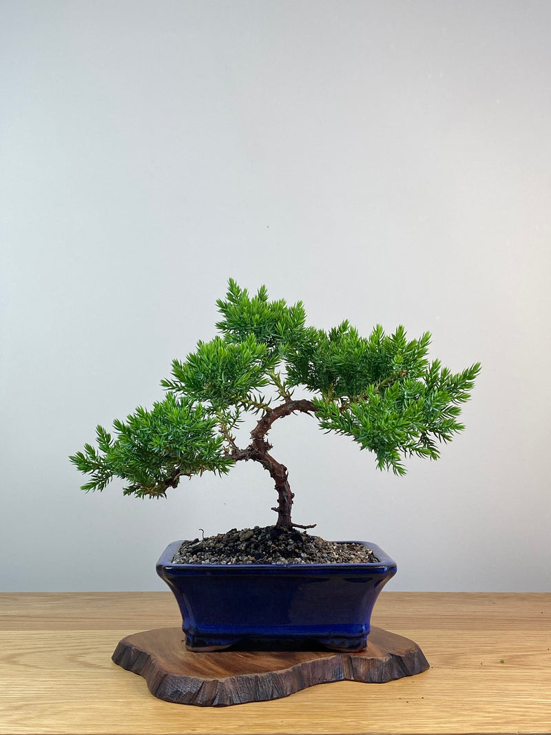JAPANESE JUNIPER (X243)