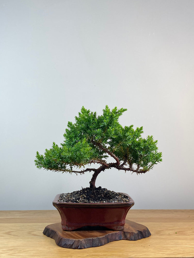 JAPANESE JUNIPER (X244)