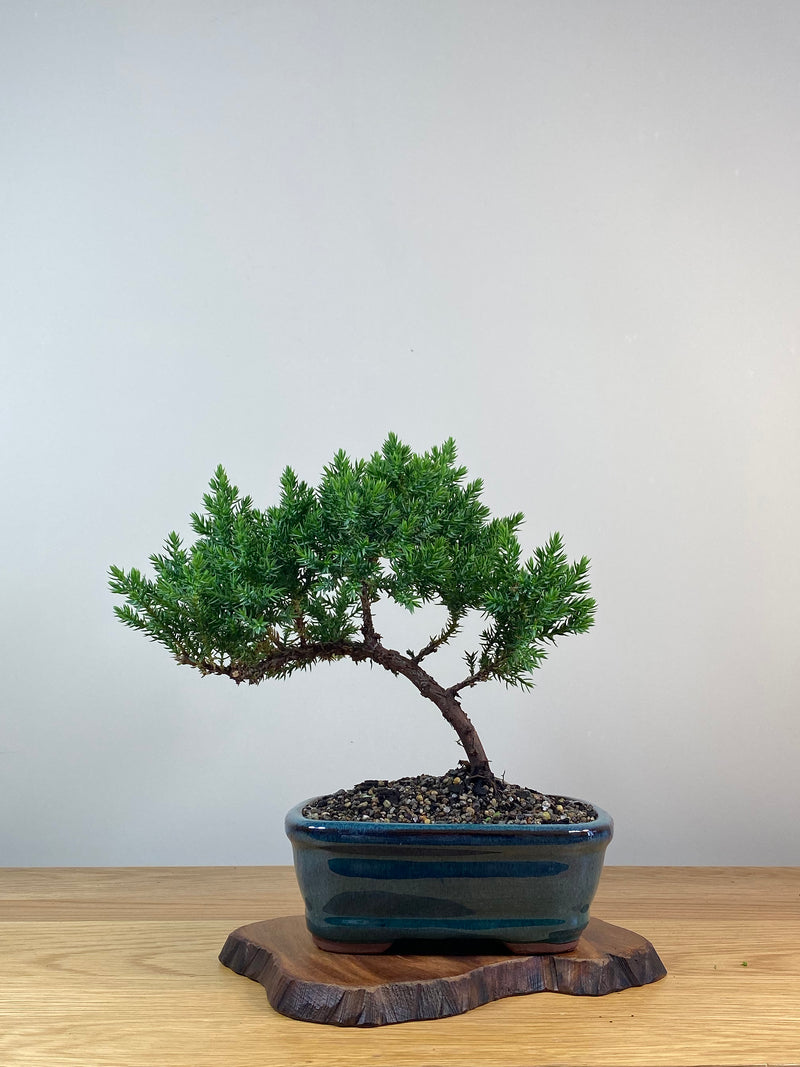 JAPANESE JUNIPER (X245)