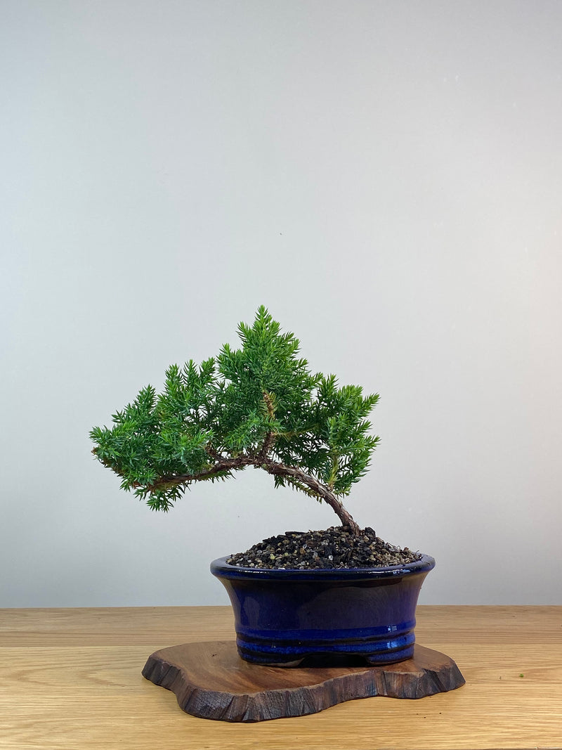 JAPANESE JUNIPER (X246)