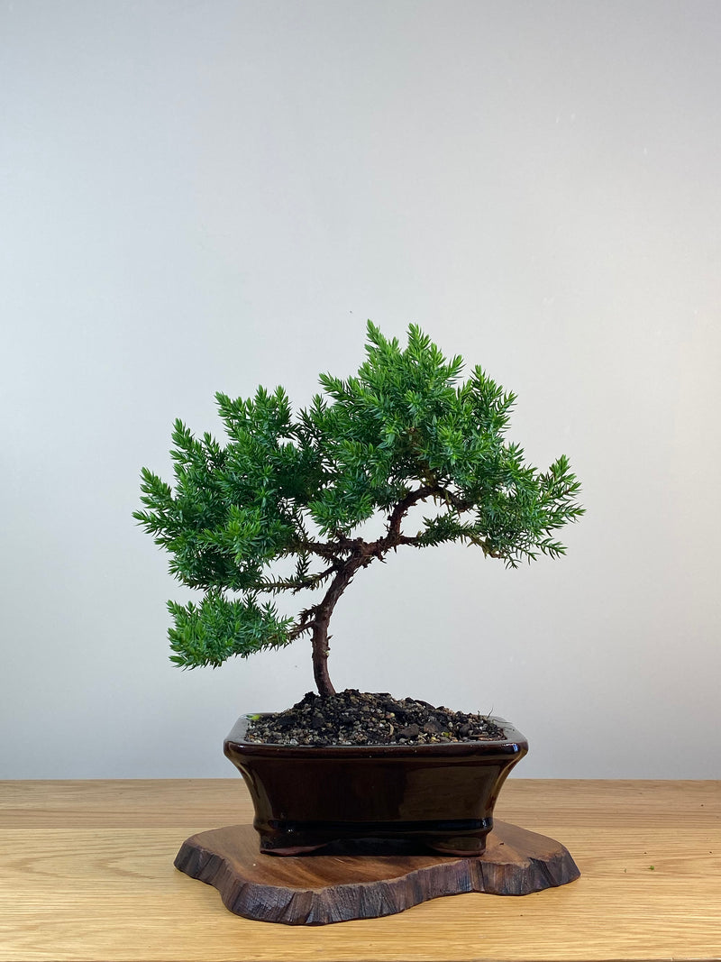 JAPANESE JUNIPER (X248)