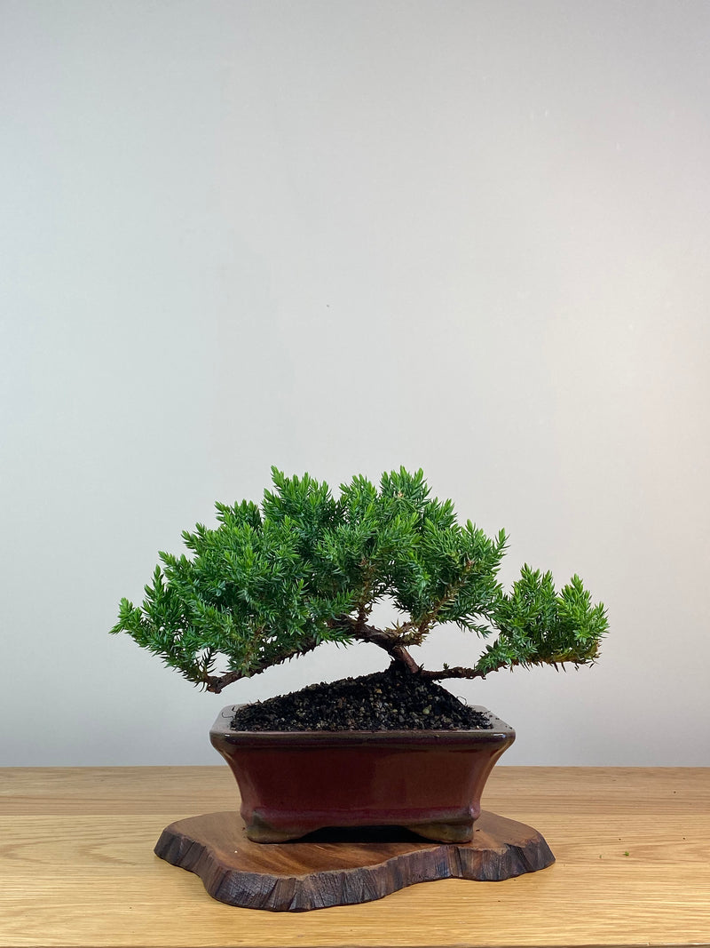 JAPANESE JUNIPER (X249)