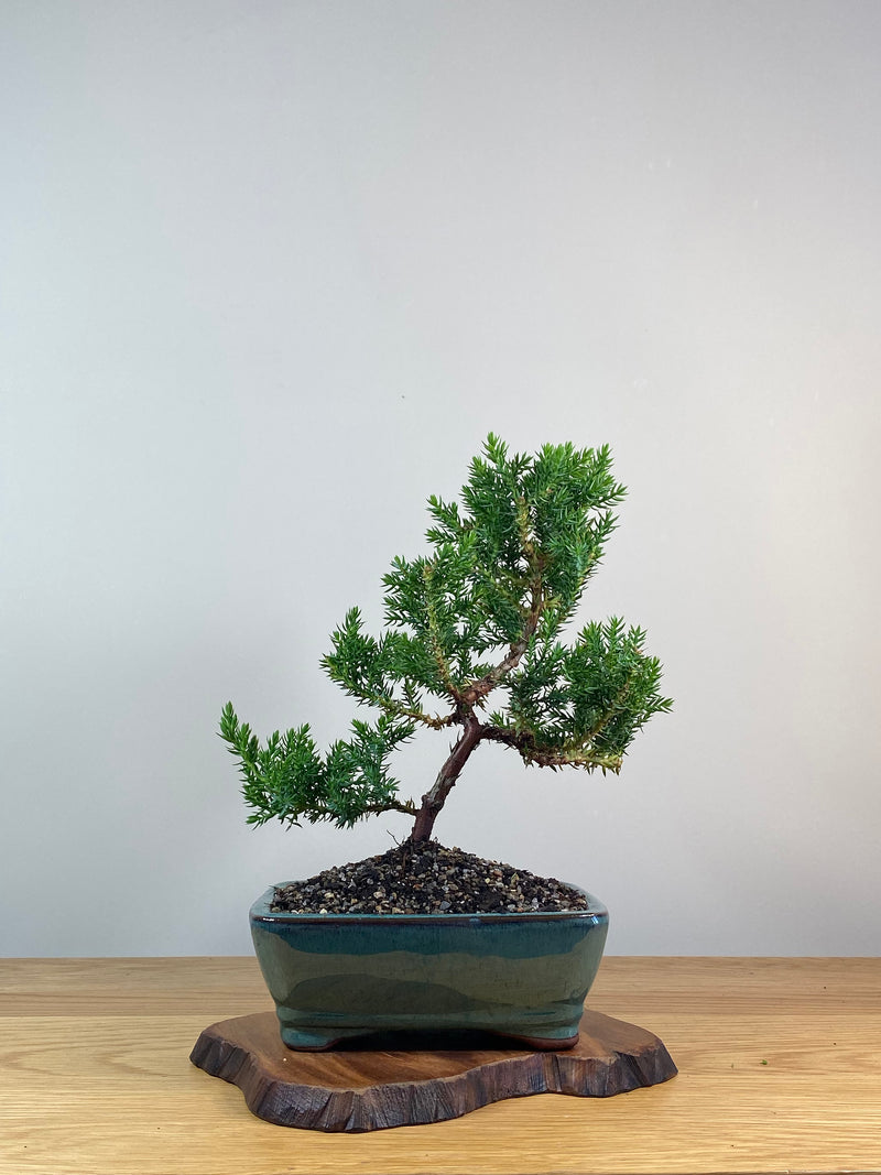 JAPANESE JUNIPER (X250)