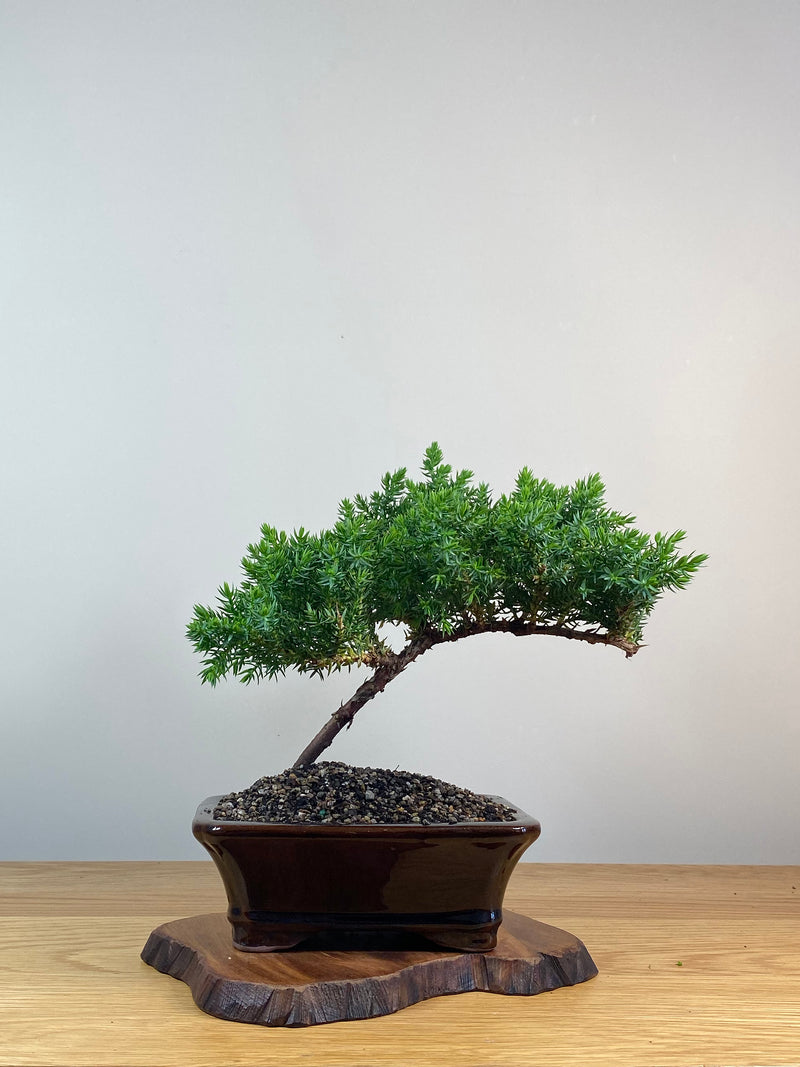 JAPANESE JUNIPER (X251)