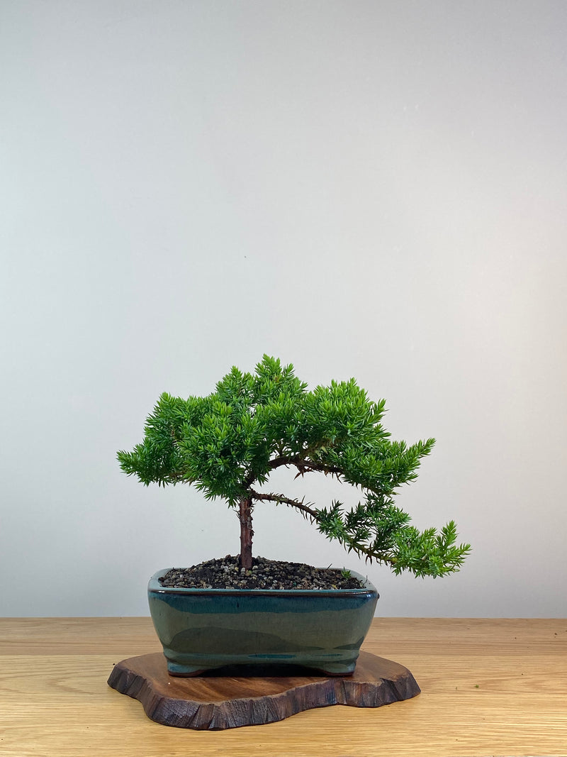 JAPANESE JUNIPER (X252)