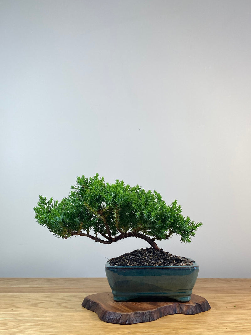 JAPANESE JUNIPER (X255)
