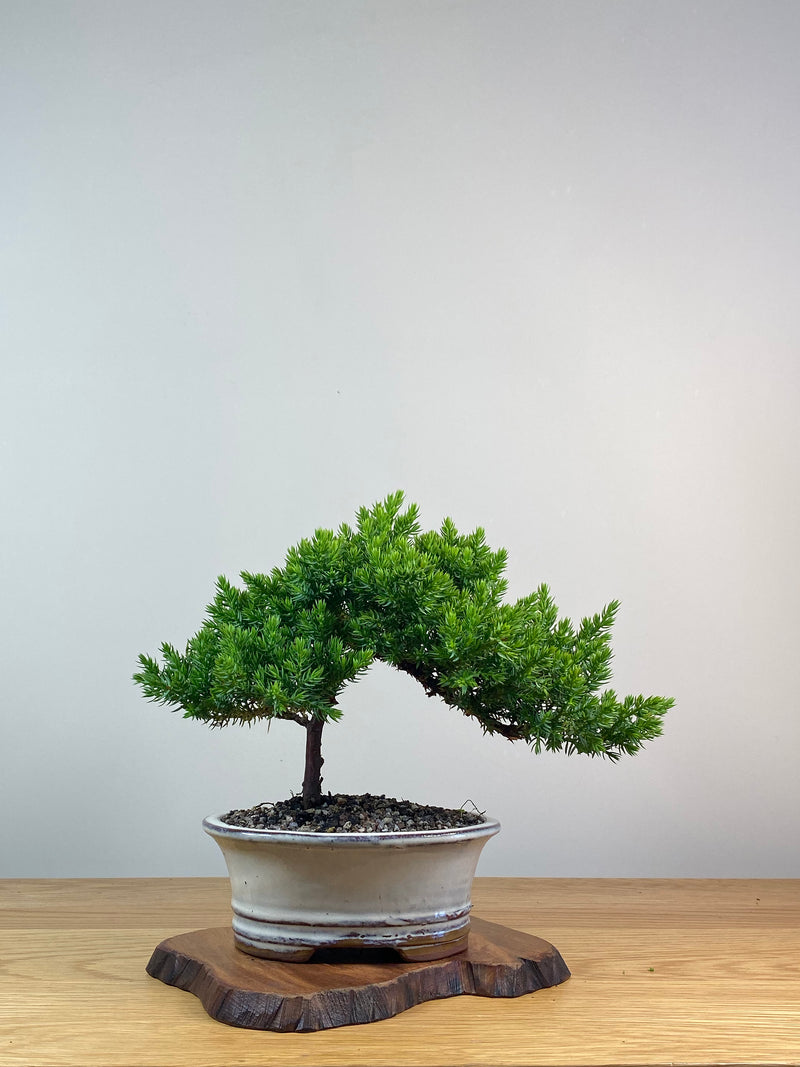 JAPANESE JUNIPER (X257)