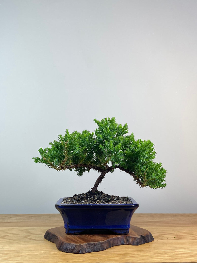 JAPANESE JUNIPER (X258)