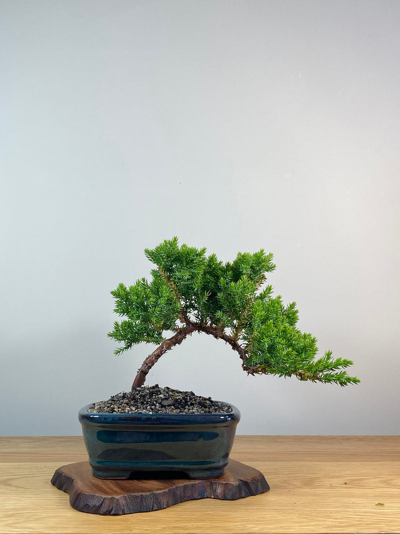 JAPANESE JUNIPER (X259)