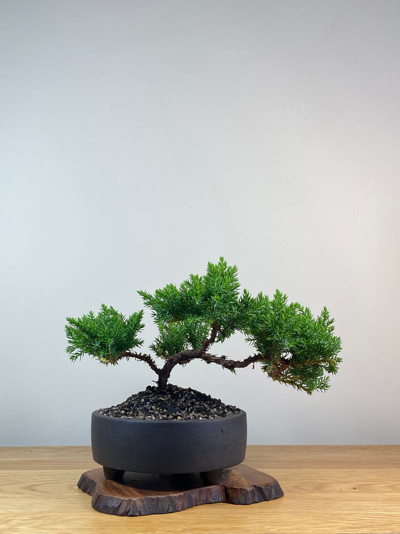 JAPANESE JUNIPER (X263)