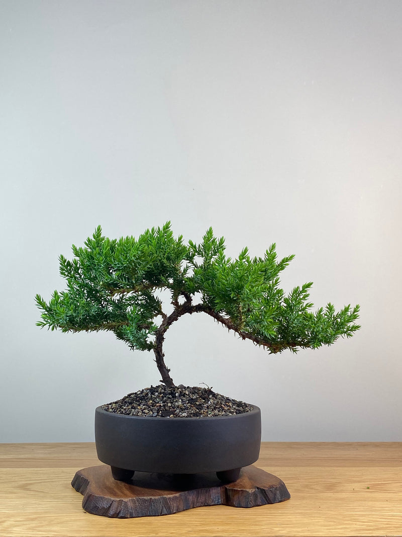 JAPANESE JUNIPER (X264)