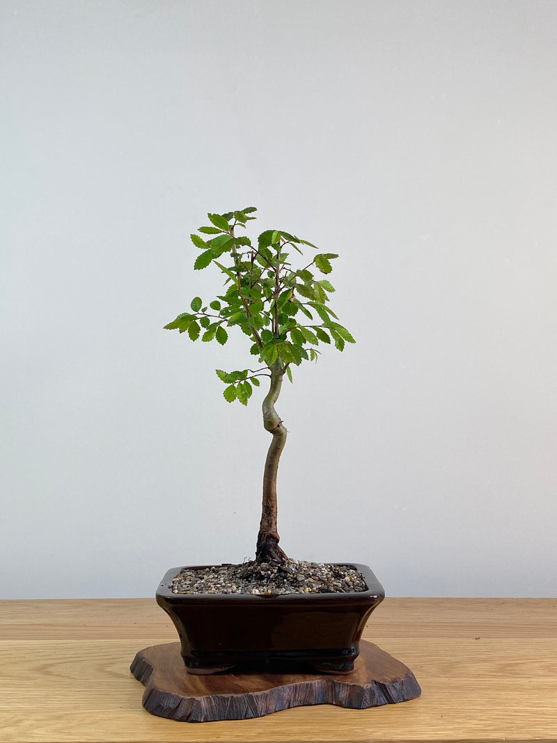 CHINESE ELM (X301)