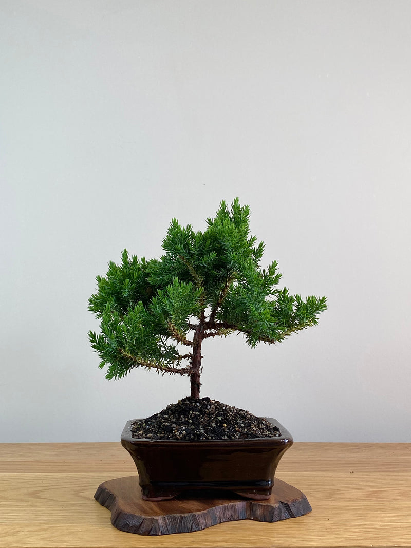 JAPANESE JUNIPER (X302)