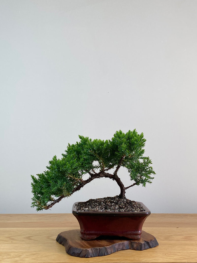 JAPANESE JUNIPER (X303)