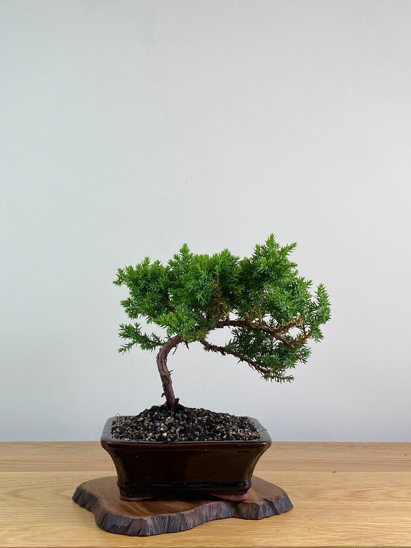 JAPANESE JUNIPER (X304)