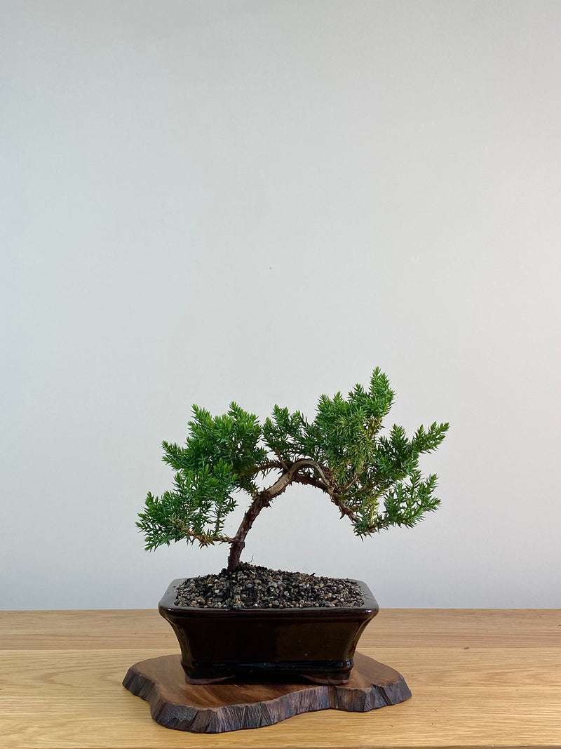 JAPANESE JUNIPER (X305)