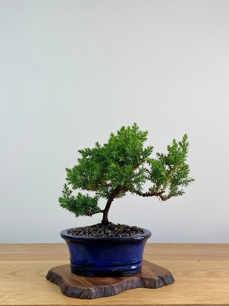 JAPANESE JUNIPER (X306)