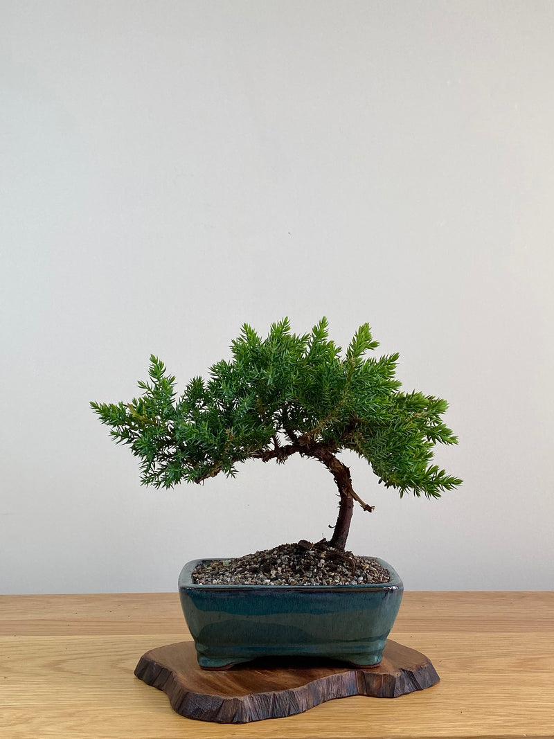 JAPANESE JUNIPER (X307)
