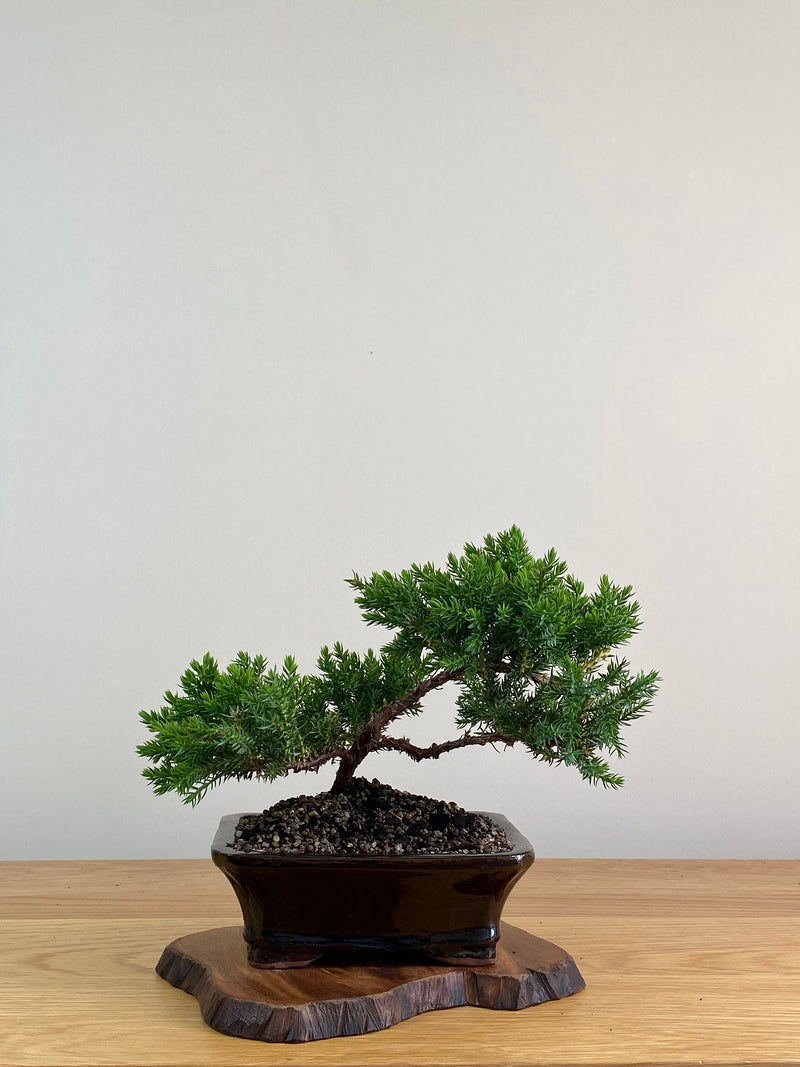 JAPANESE JUNIPER (X308)