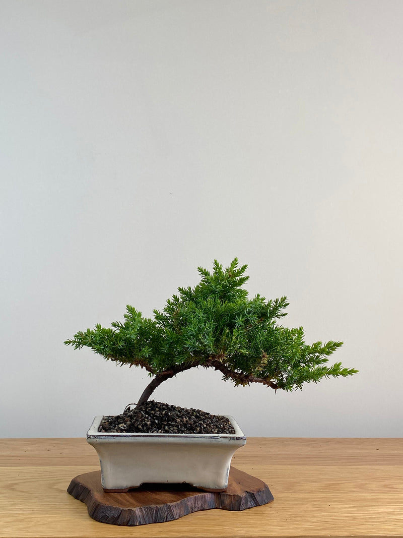 JAPANESE JUNIPER (X309)