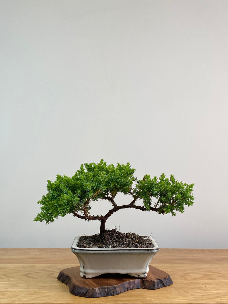 JAPANESE JUNIPER (X310)