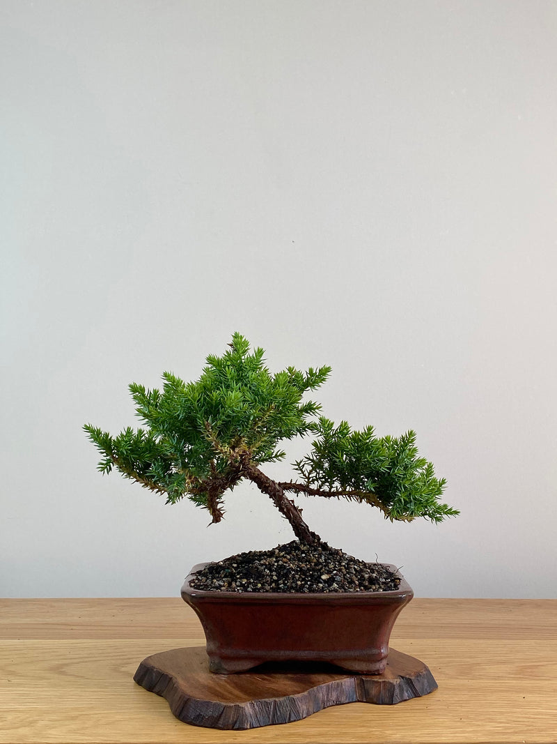 JAPANESE JUNIPER (X311)