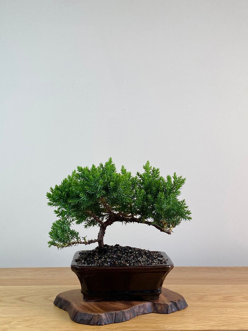 JAPANESE JUNIPER (X312)