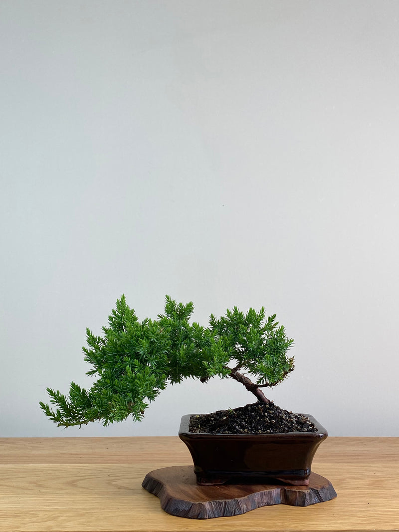 JAPANESE JUNIPER (X314)