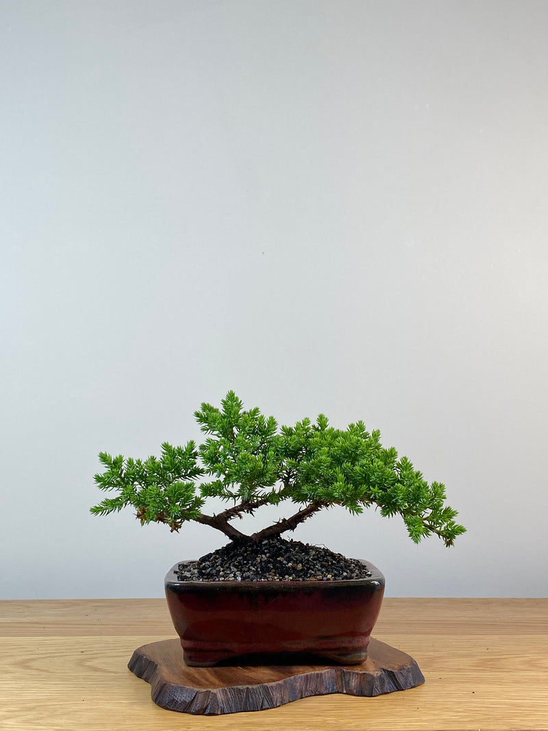JAPANESE JUNIPER (X315)